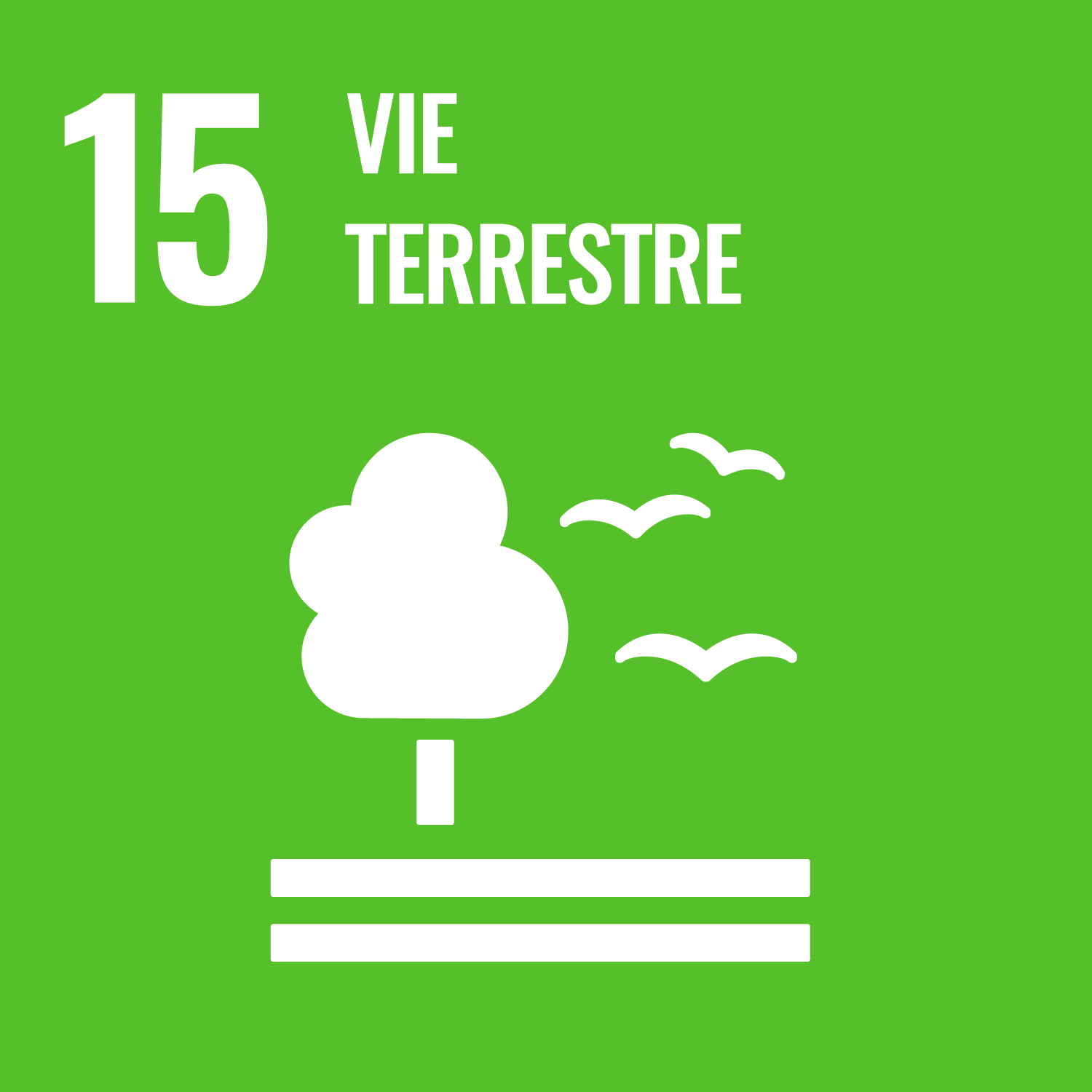15. vie terrestre