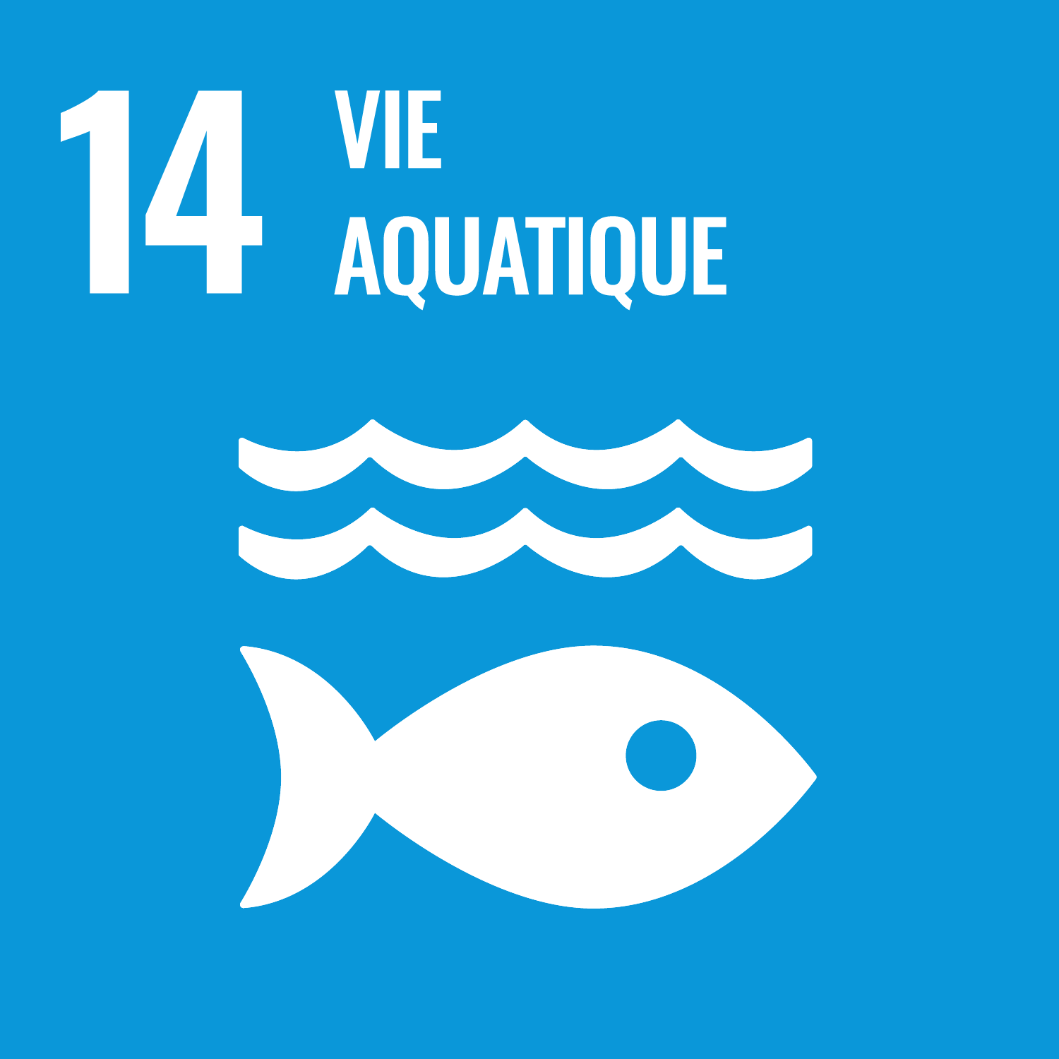 14. vie aquatique